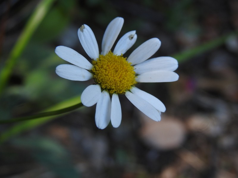 Leucanthemum subglaucum