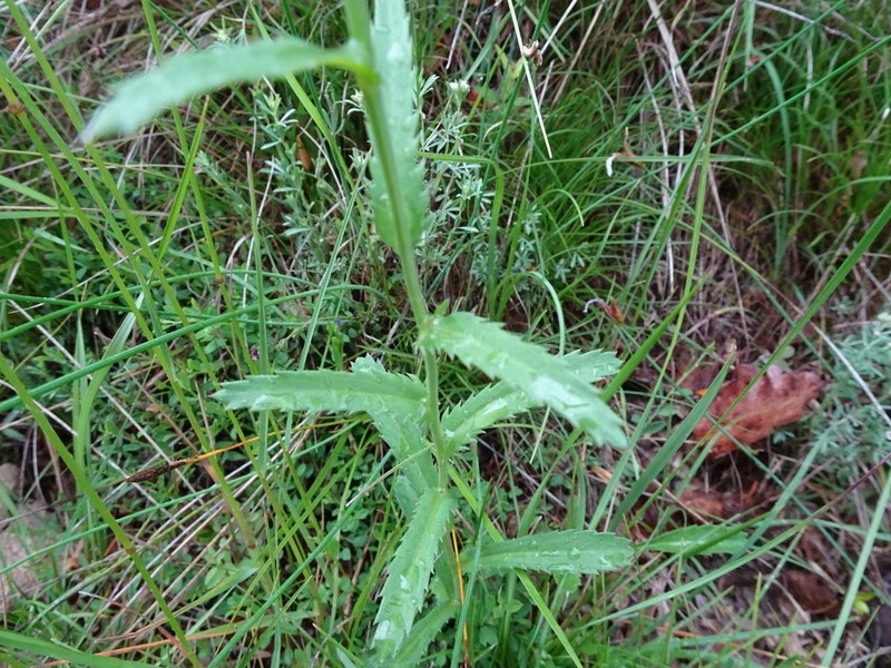 Leucanthemum subglaucum photo 2