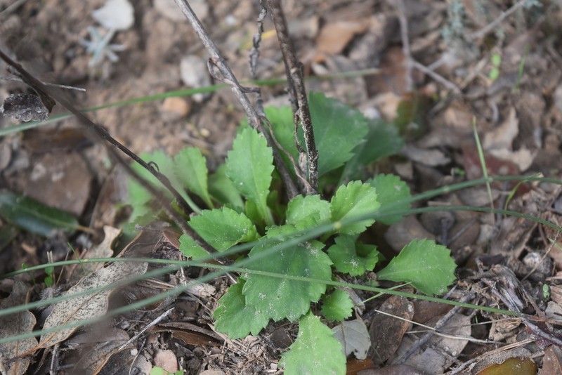 Leucanthemum subglaucum photo 3