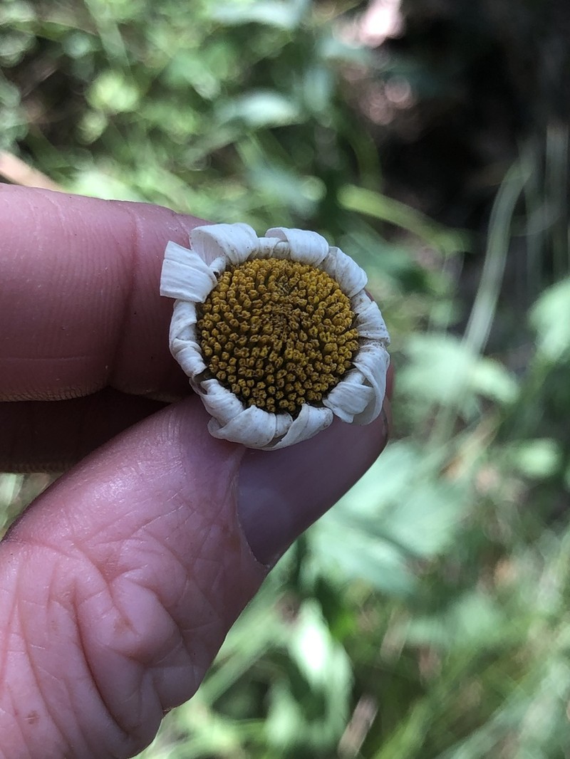Leucanthemum subglaucum photo 4