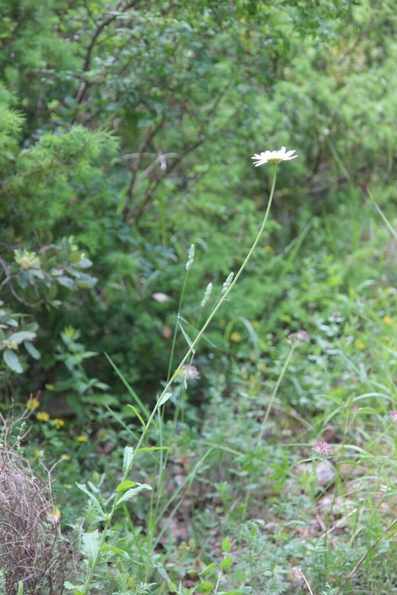 Leucanthemum subglaucum photo 5