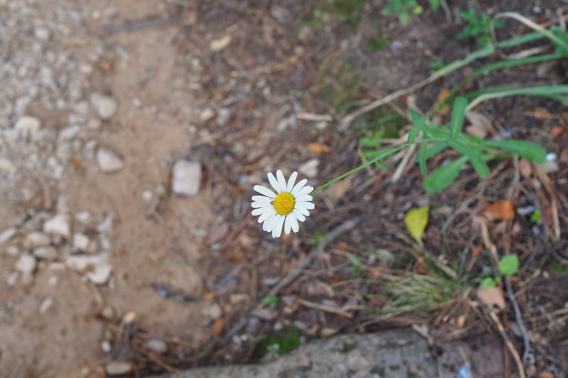 Leucanthemum subglaucum photo 6