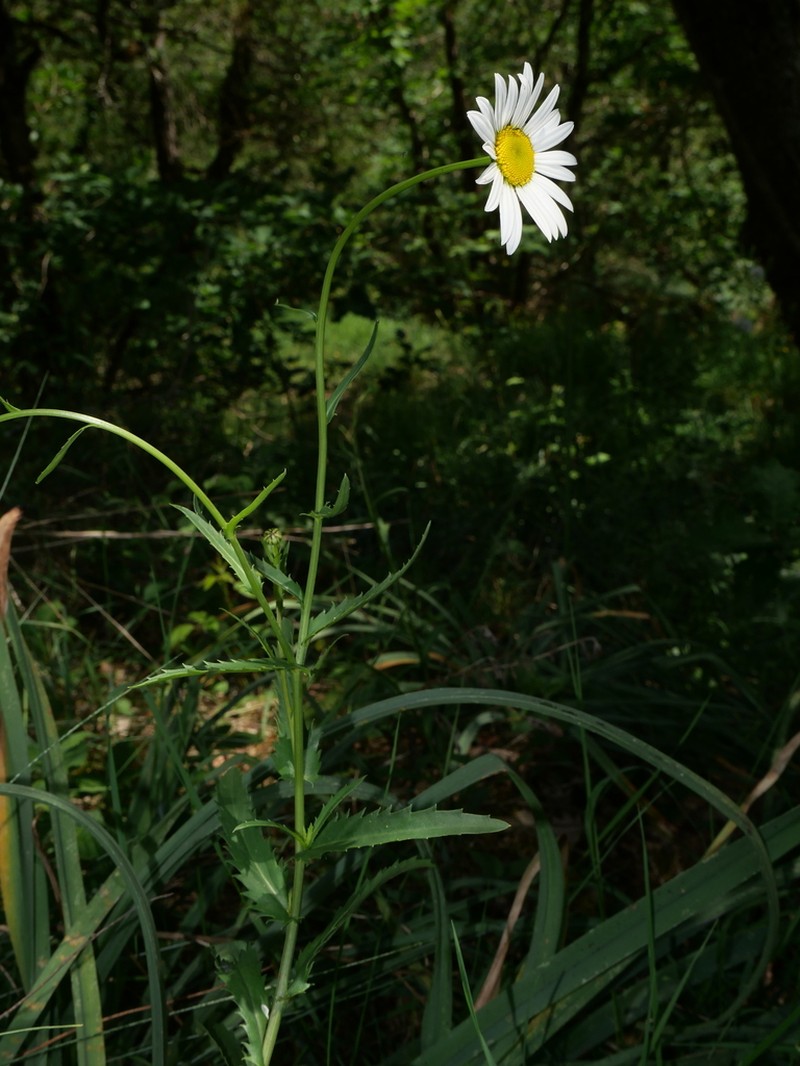 Leucanthemum subglaucum photo 7