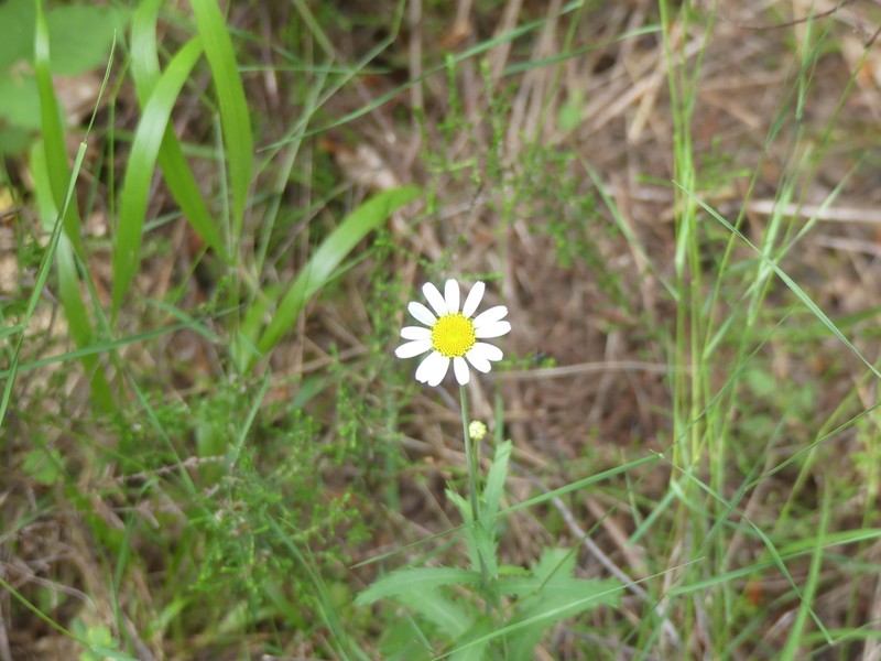 Leucanthemum subglaucum photo 8