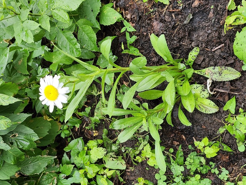 Daisy photo 2