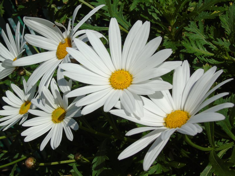 Daisy photo 4