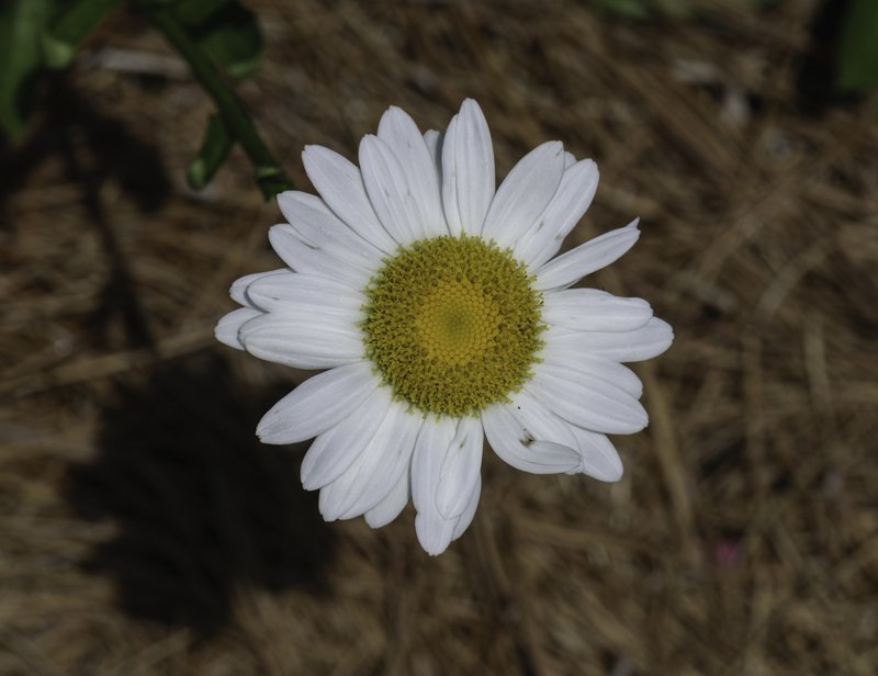 Daisy photo 5