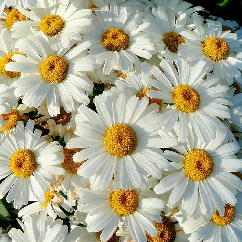 Daisy photo 6
