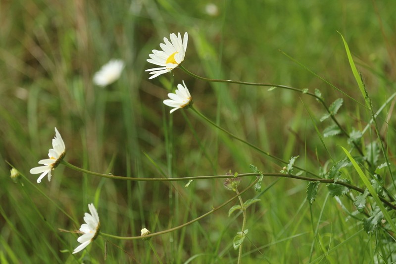 Leucanthemum sylvaticum