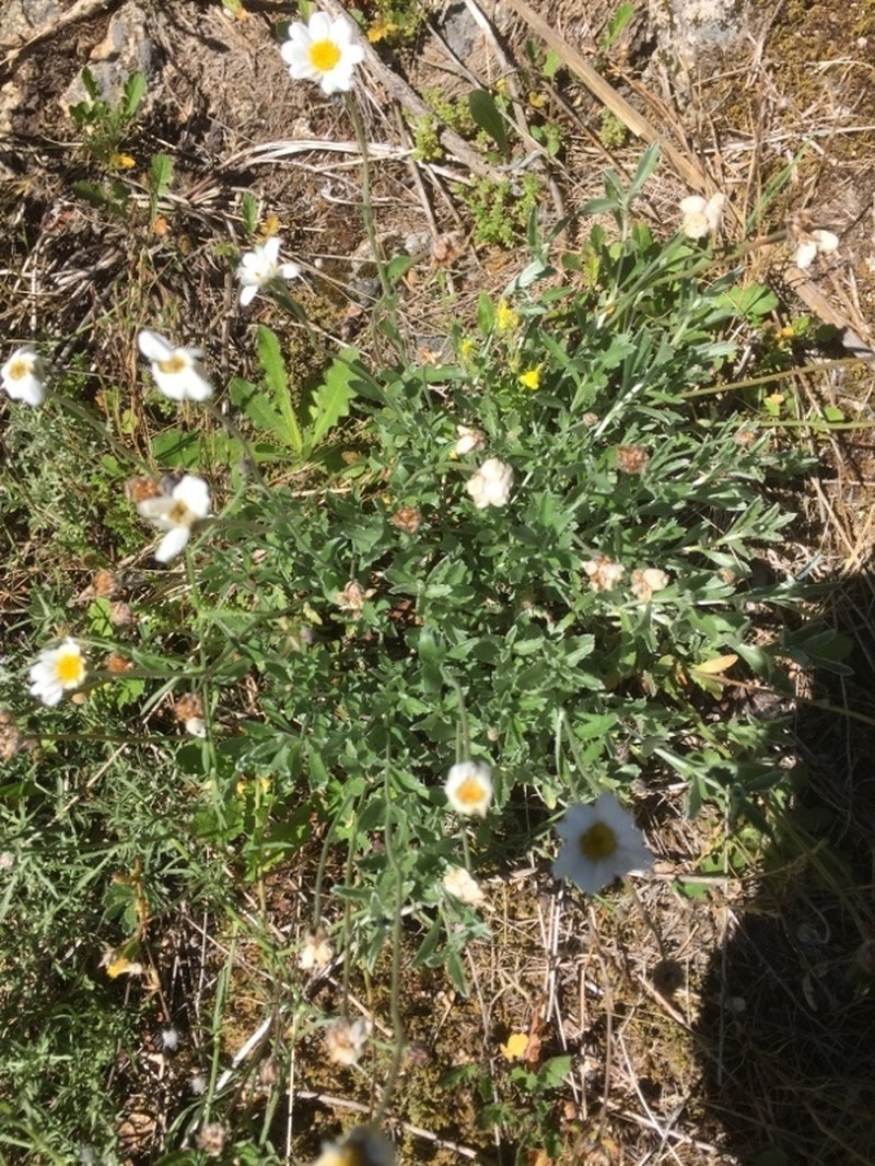 Leucanthemum sylvaticum photo 2