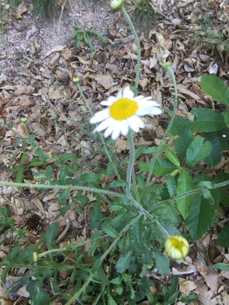 Leucanthemum sylvaticum photo 3