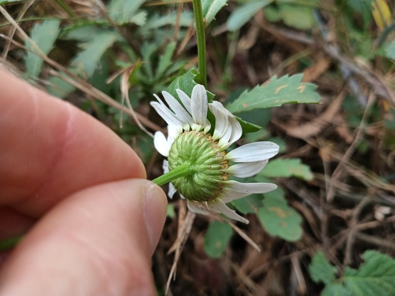 Leucanthemum sylvaticum photo 4