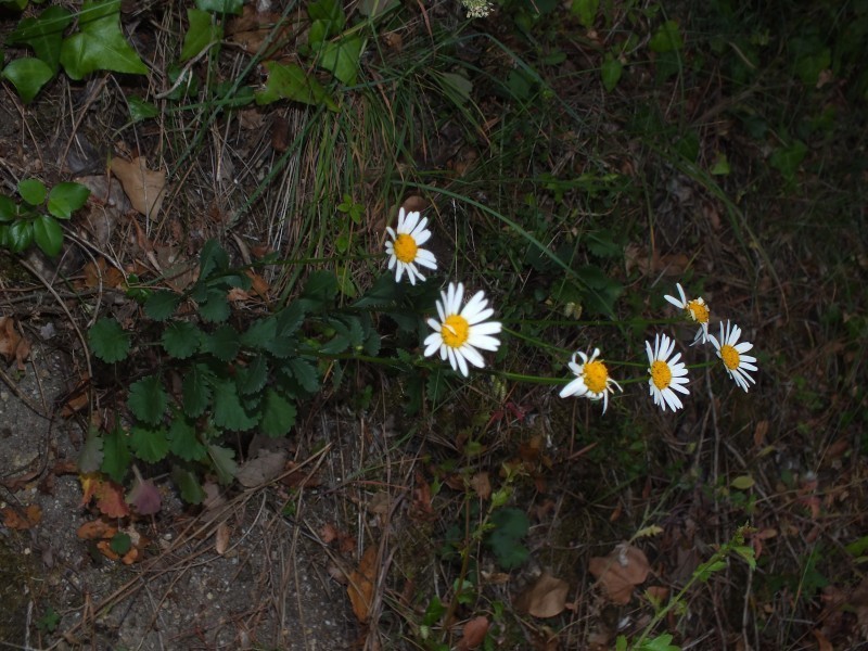 Leucanthemum sylvaticum photo 5