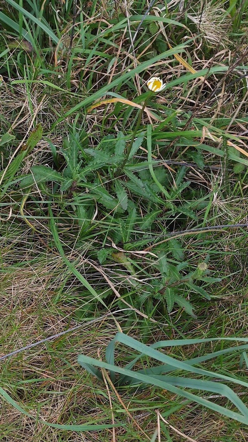 Leucanthemum sylvaticum photo 6