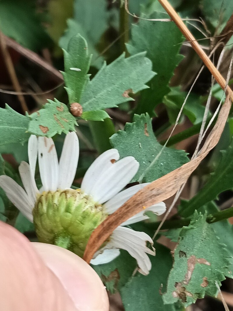 Leucanthemum sylvaticum photo 7