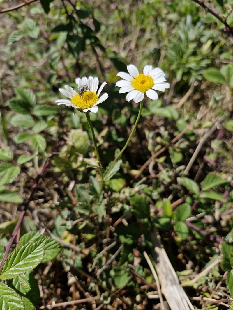 Leucanthemum sylvaticum photo 8