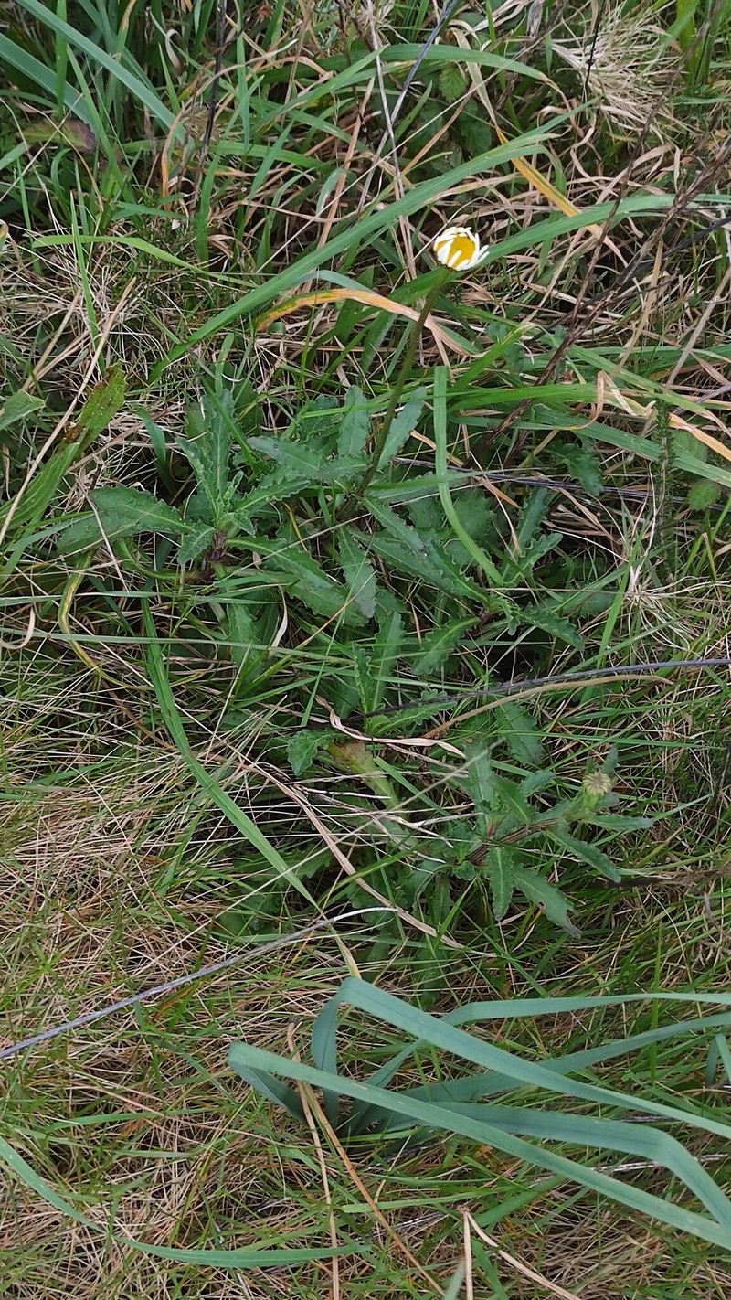 Leucanthemum sylvaticum subsp. merinoi