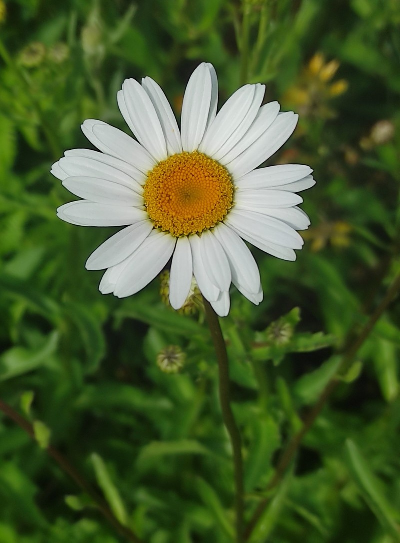 Leucanthemum sylvaticum subsp. merinoi photo 2