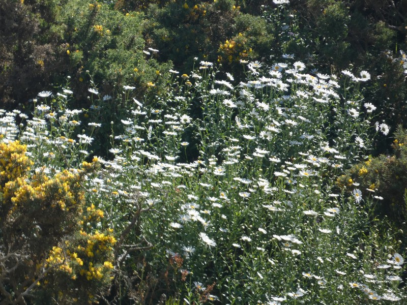 Leucanthemum sylvaticum subsp. merinoi photo 3