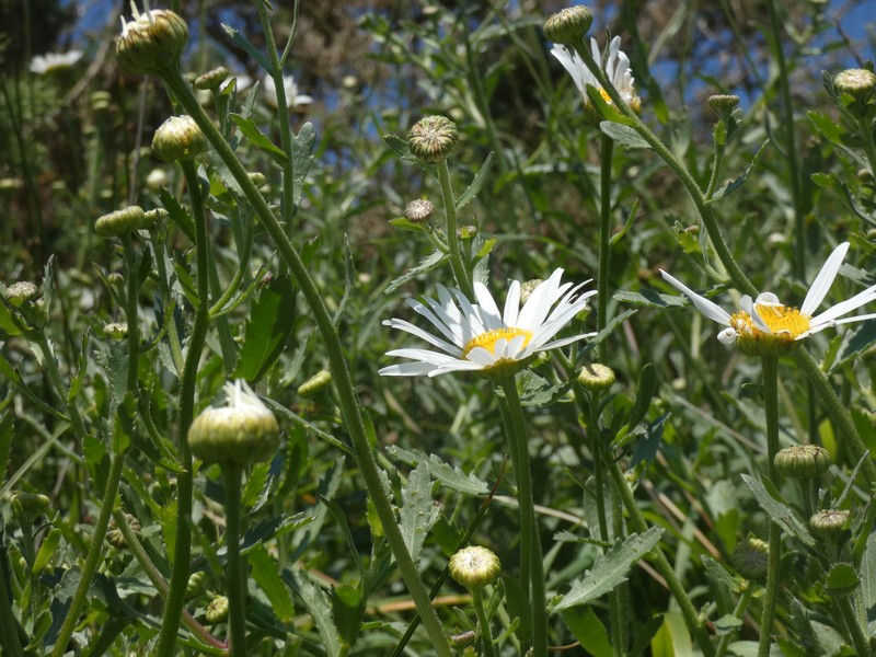 Leucanthemum sylvaticum subsp. merinoi photo 4