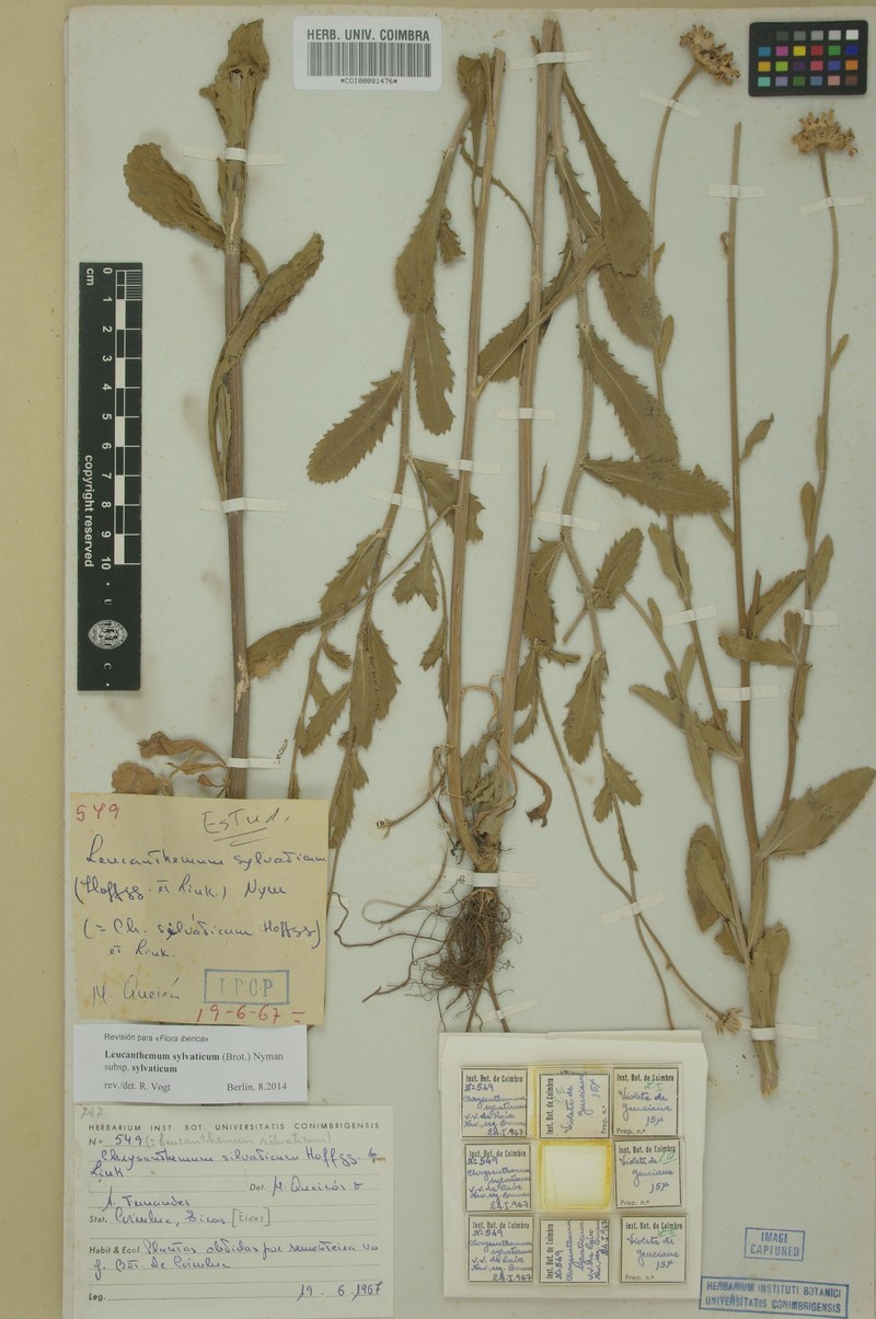 Leucanthemum sylvaticum subsp. sylvaticum