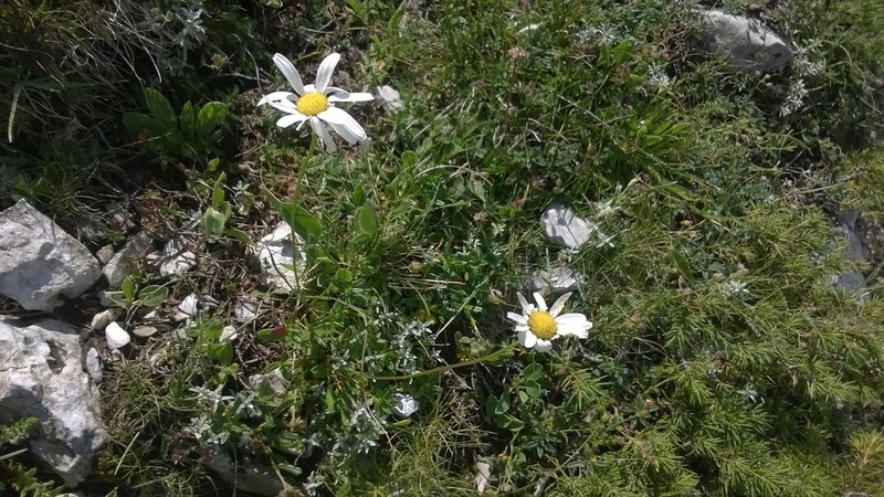 Leucanthemum tridactylites photo 2