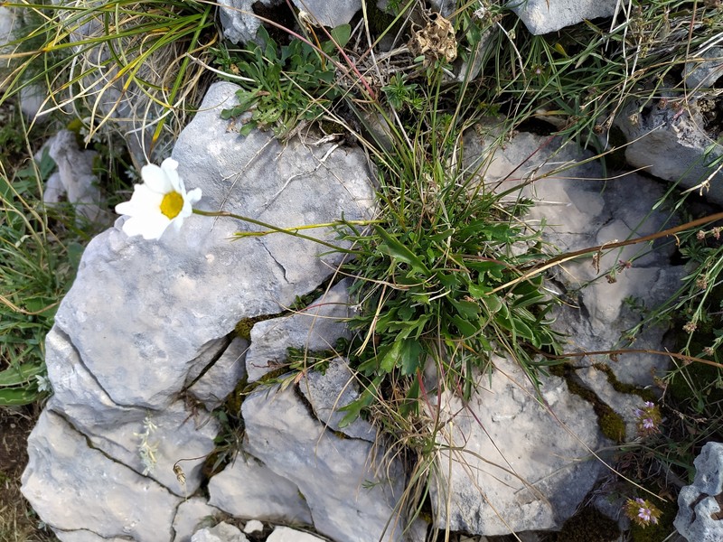 Leucanthemum tridactylites photo 3