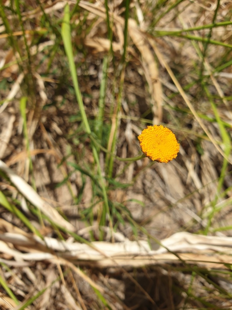 Leucanthemum virgatum