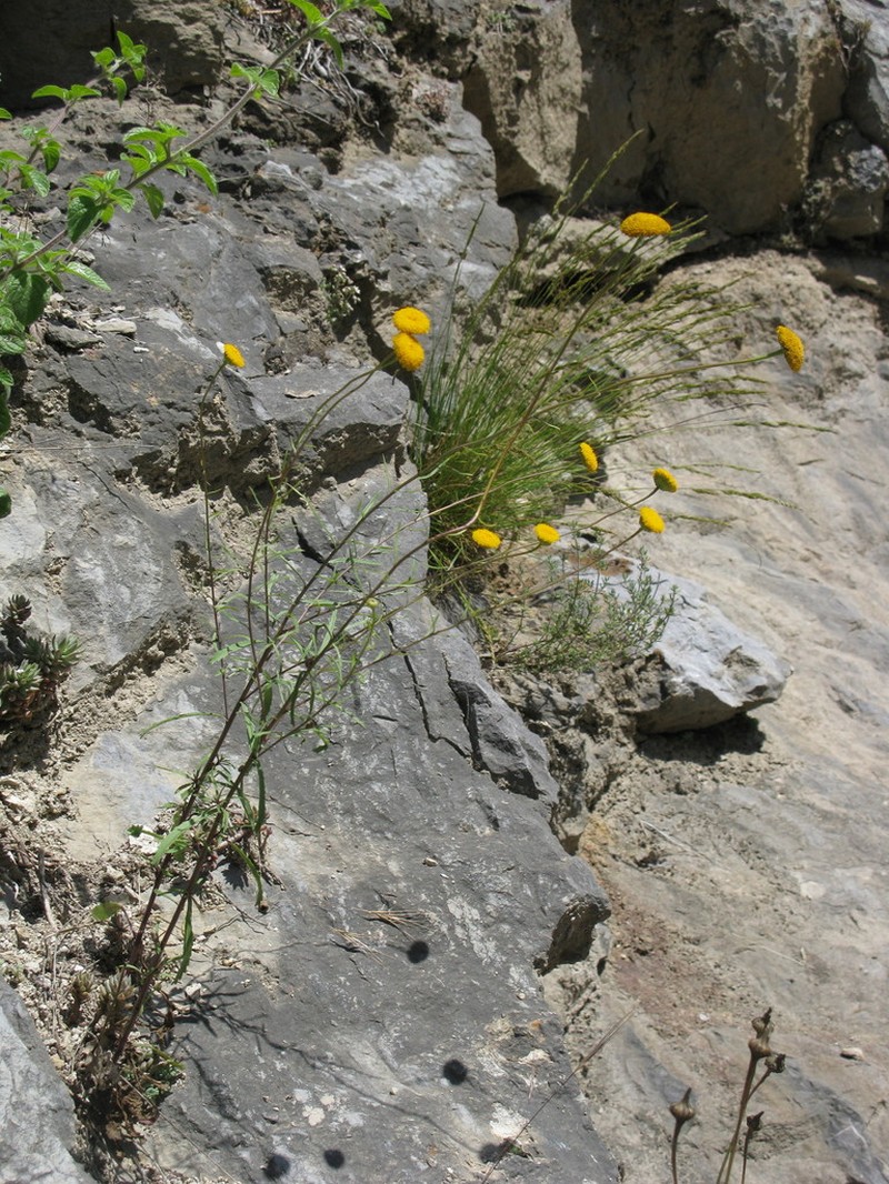 Leucanthemum virgatum photo 2