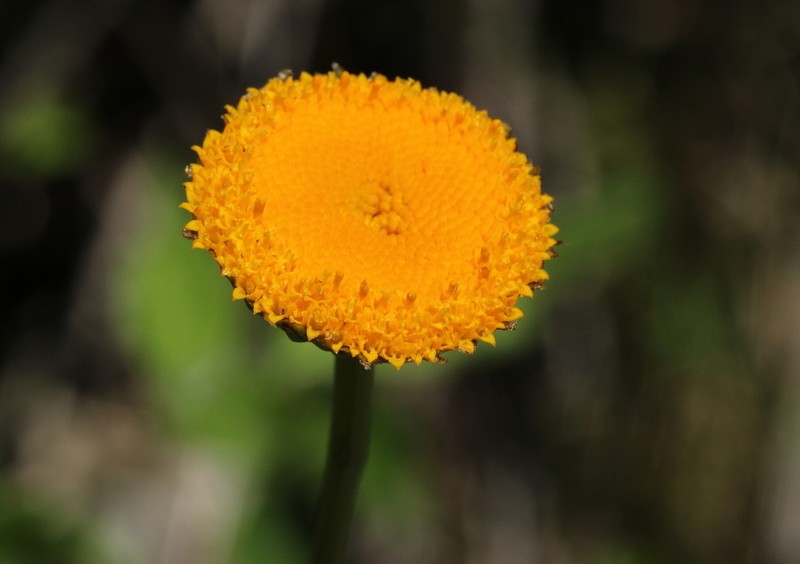Leucanthemum virgatum photo 4