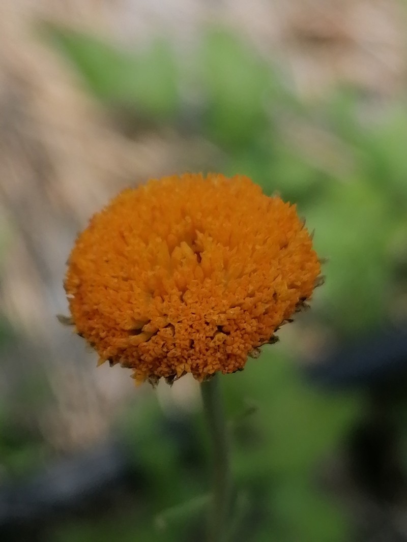 Leucanthemum virgatum photo 5