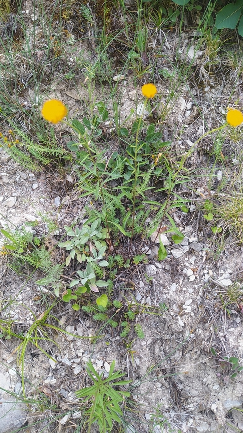 Leucanthemum virgatum photo 6