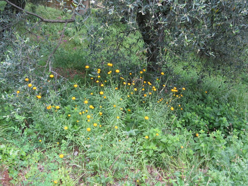 Leucanthemum virgatum photo 7