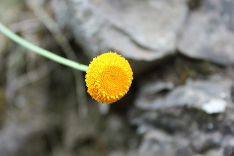 Leucanthemum virgatum photo 8