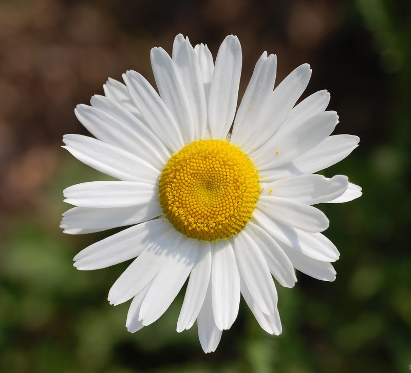 Oxeye Daisy photo 2