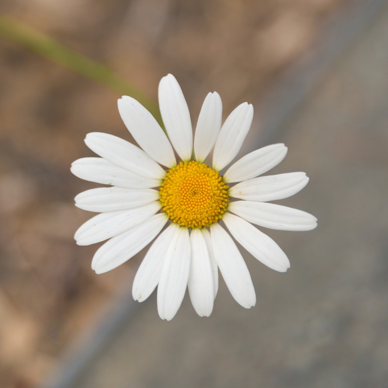 Oxeye Daisy photo 3