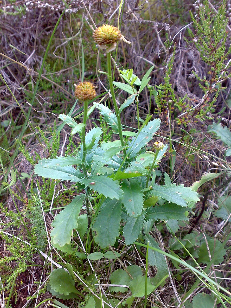 Oxeye Daisy photo 5