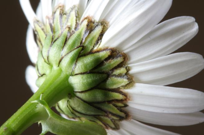 Oxeye Daisy photo 6