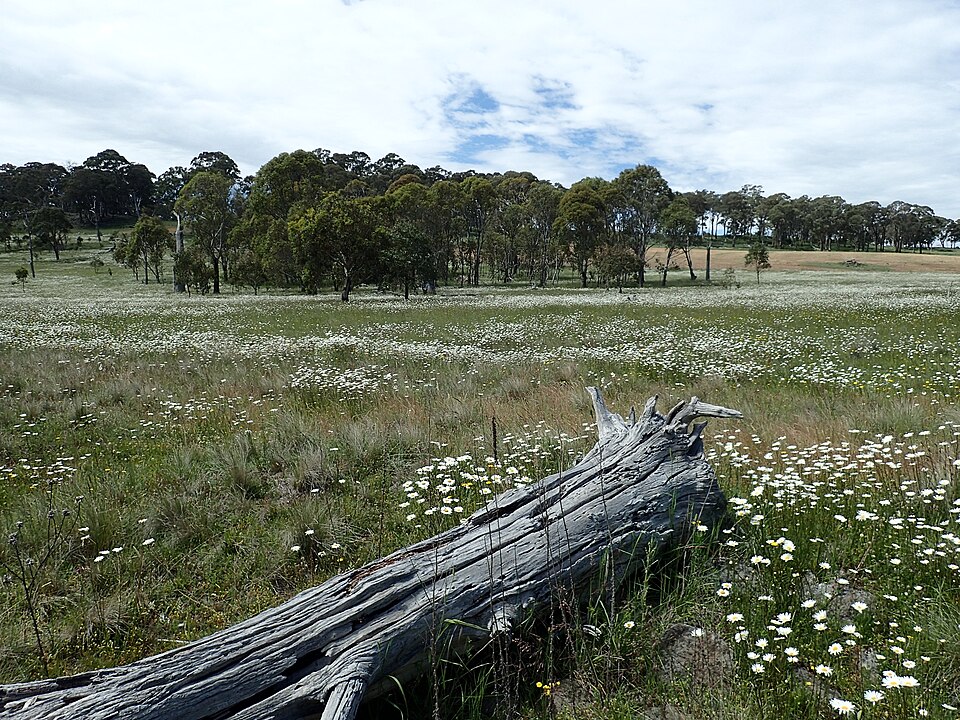 Oxeye Daisy photo 7