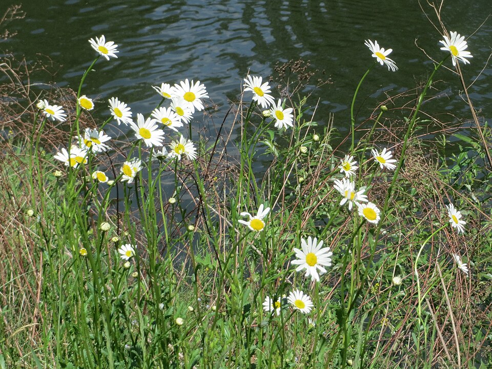 Oxeye Daisy photo 8