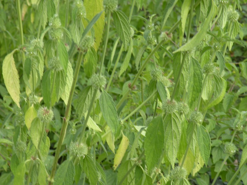 Whitewort photo 2