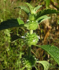 Whitewort