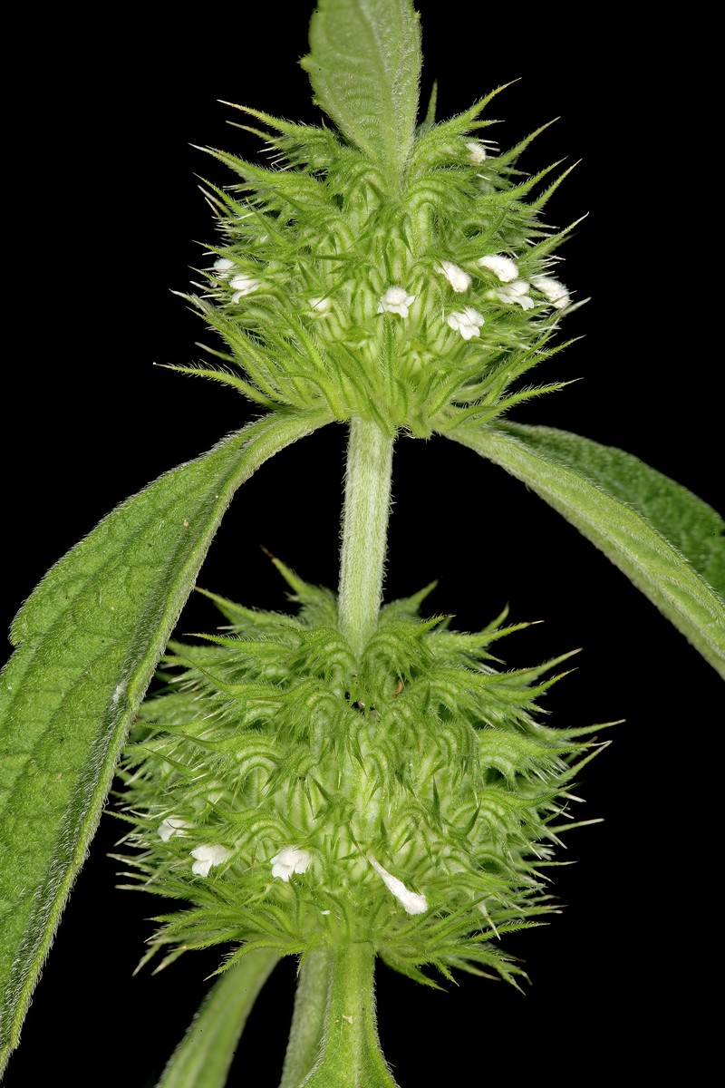 Whitewort photo 3