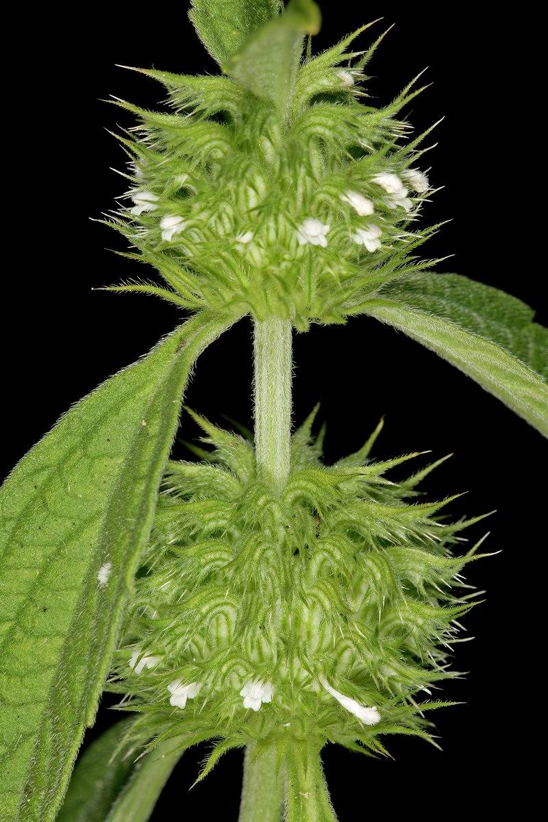 Whitewort photo 4