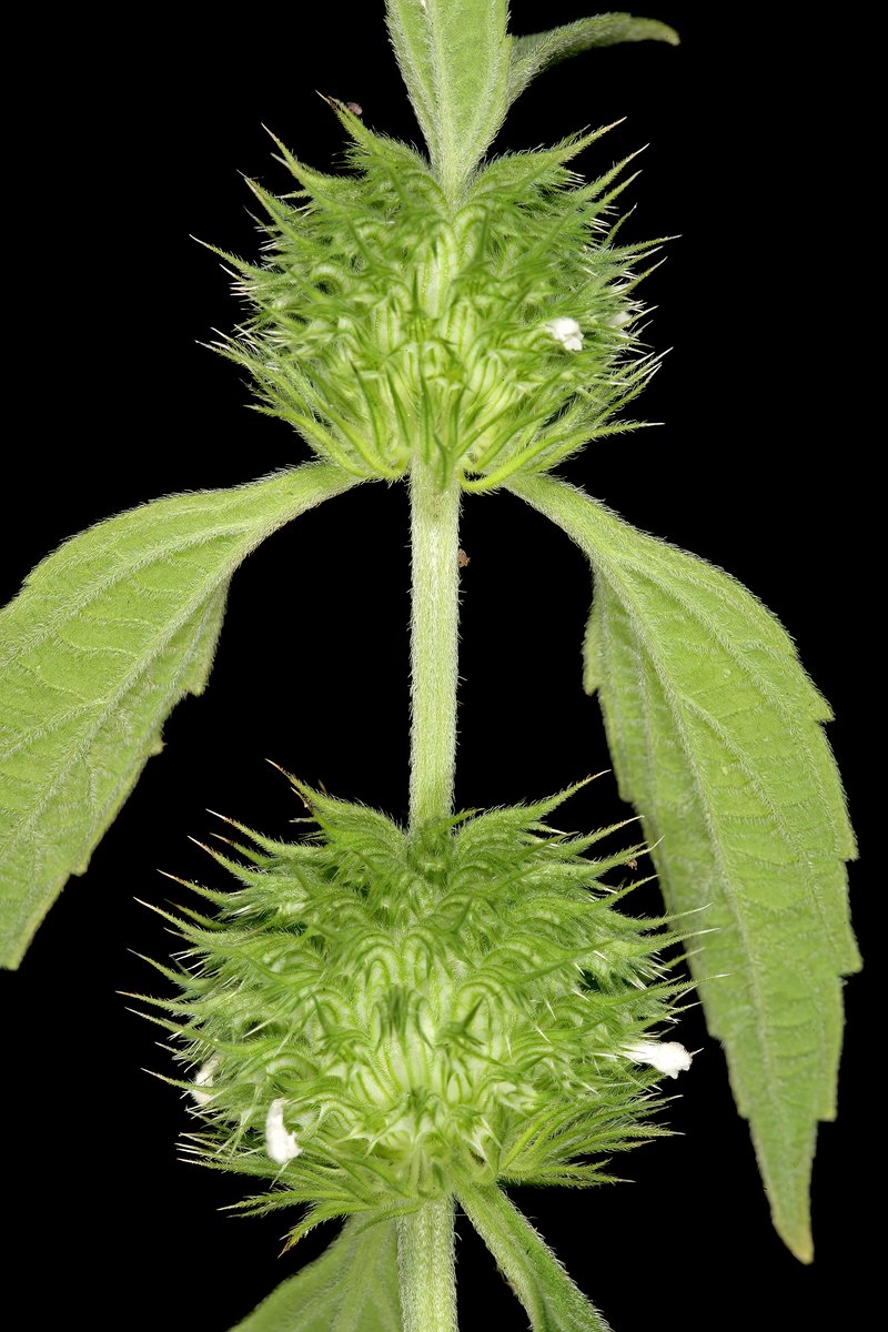 Whitewort photo 5