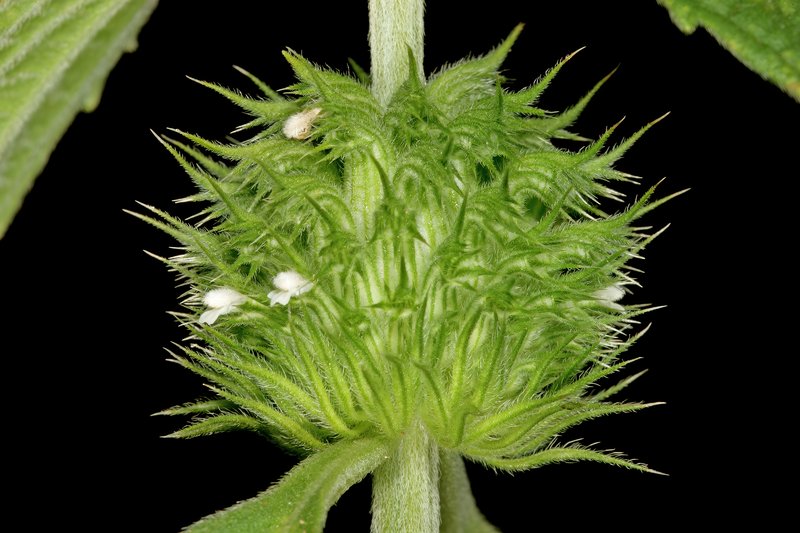 Whitewort photo 6