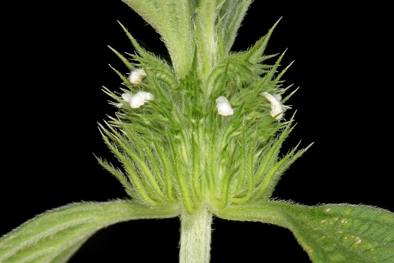 Whitewort photo 7