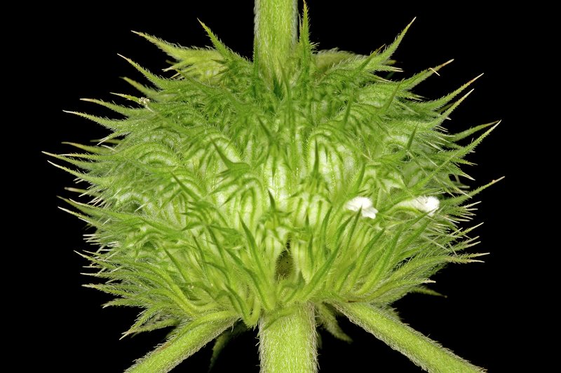 Whitewort photo 8