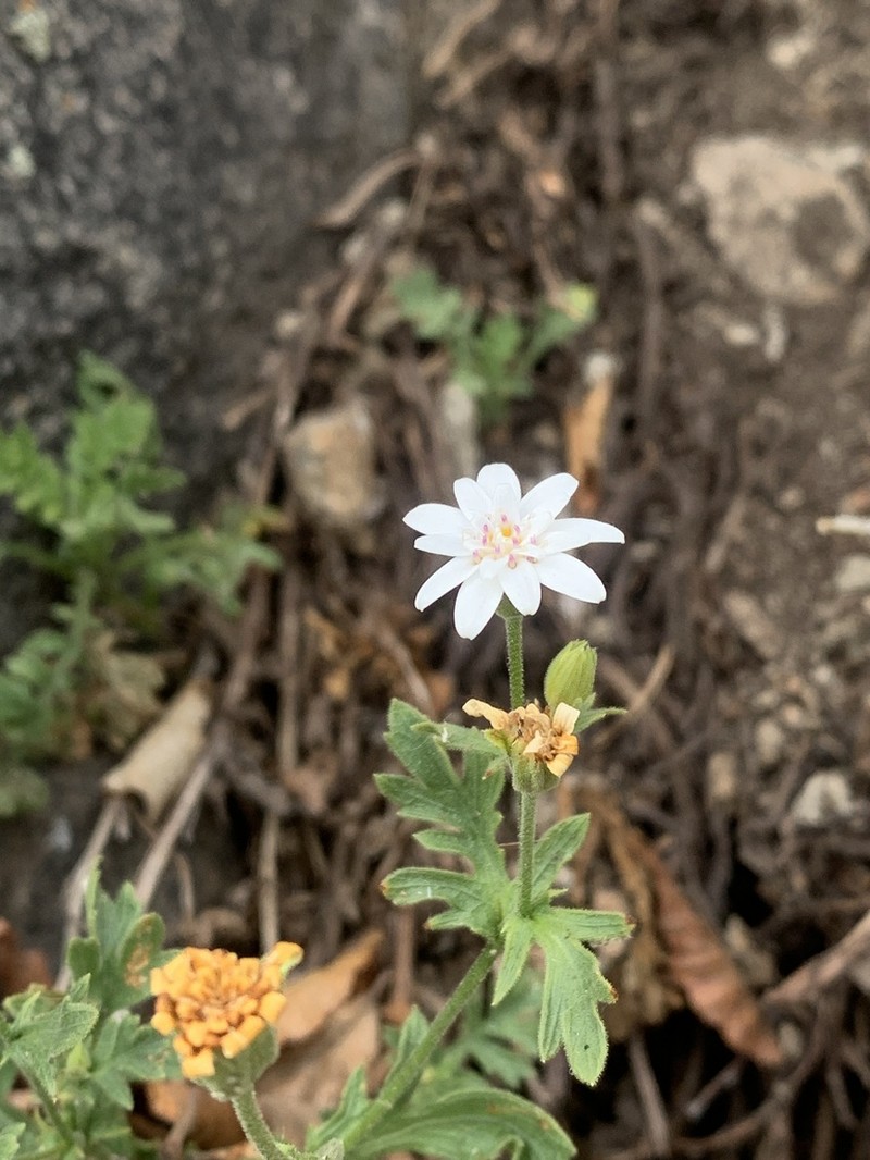 Leucheria cantillanensis photo 3