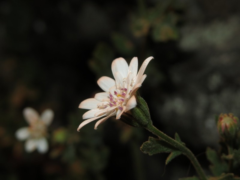 Leucheria cantillanensis photo 4